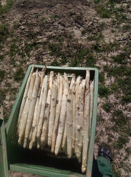 Fresh Asparagus from 독일 supplied by Biolandhof Sepp Keil - White 신선 아스파라거스