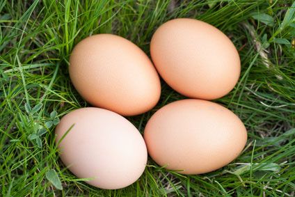 Fresh Organic Chicken Egg from Belgium supplied by Avibel - In Shell Chicken Egg