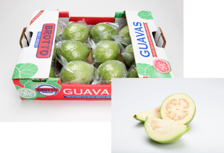 Fresh Guava from Brazil supplied by Brotto - Red Flesh Fresh Guava