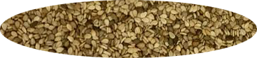Natural Sesame Seeds from Uganda supplied by Shares! Uganda Ltd - PP Bags (25kg) Sesame Seed