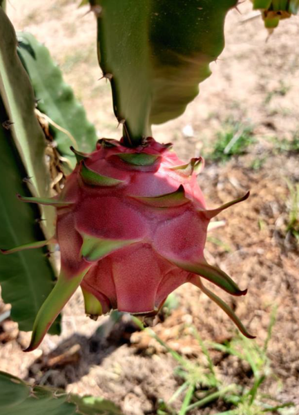 PITAYA DRAGON FRUIT from Brazil supplied by VERDES MARES IMPORTADORA EXPORTADORA - Costa Rican Pitaya (=Hylocereus costaricensis) Fresh Dragon Fruit