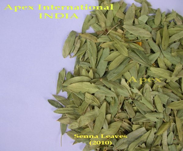 Senna Leaves from 인도 supplied by Apex International - As per customer's request 허브차