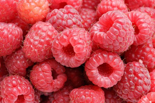 frozen organic raspberries from 불가리아 supplied by Ecoplod Organic Ltd - Polka 신선 라즈베리
