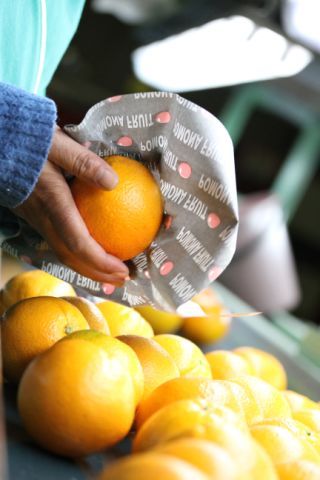 Orange from 남아프리카공화국 supplied by Pomona Fruit - Fresh (=Chilled) 신선 오렌지