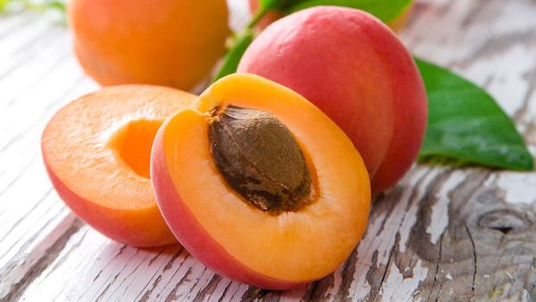 Apricot from Turkiye supplied by Pia Frucht - Fresh (=Chilled) Fresh Apricot