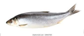 Fresh Herring from 덴마크 supplied by Fonfisk Hanstholm - Atlantic Herring (=Clupea harengus =Sea Herring =Sild =Common Herring =North Sea Herring =Norwegian Spring Spawning herring) 청어