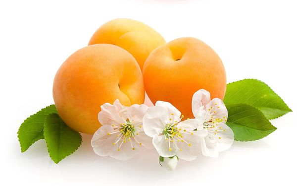 Apricots from Spain supplied by Dasben SL - Whole Fresh Apricot