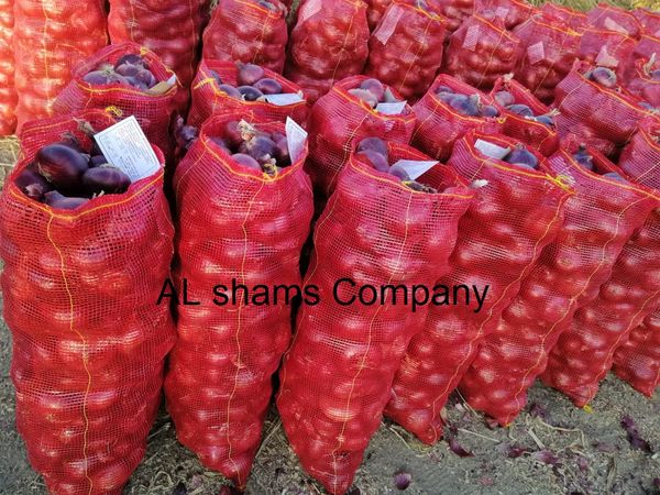 Fresh onions with high quality from 이집트 supplied by Al Shams company for general import and export - Organic 채소 가공품