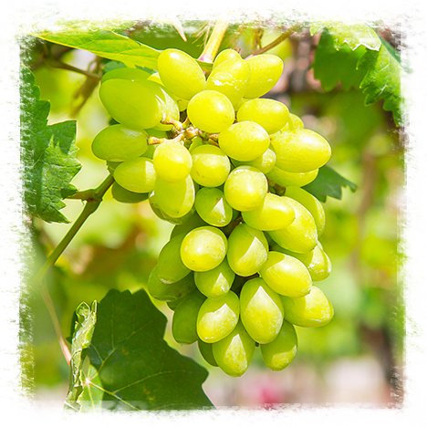 Grapes from 미국 supplied by Four Star Fruit Inc - Purple 신선 포도