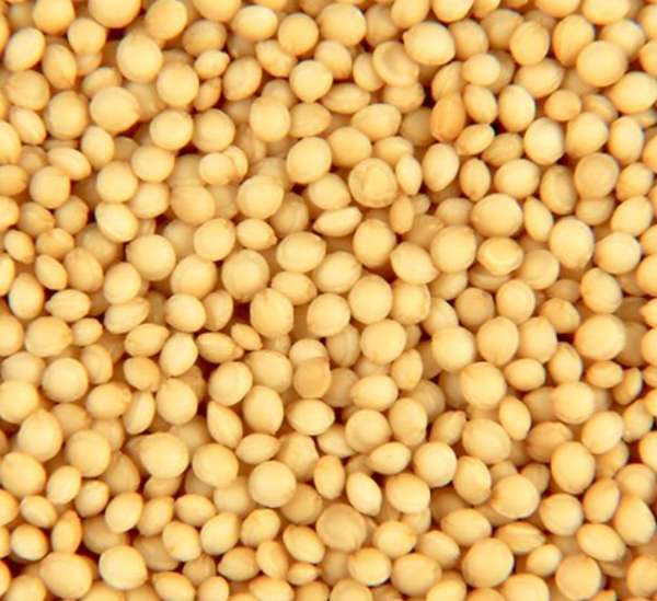 Amaranth from 인도 supplied by ORGANIC PRODUCTS INDIA - Veeral Agro Tech - 아마란스 씨