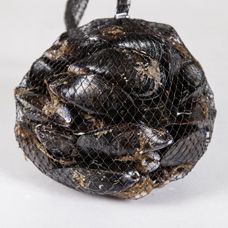 Mussel from Italy supplied by Blu pesca - Whole (=In Shell=Unshucked) Frozen Mussel