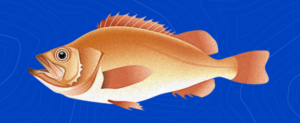 Fresh Golden Redfish from Iceland supplied by Brim - Golden Redfish (=Sebastes norvegicus) Frozen Redfish
