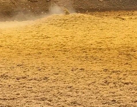 Wet Distillers Grain (WDG) from 아르헨티나 supplied by Bioetanol Río Cuarto S.A. - Extraction 주정박