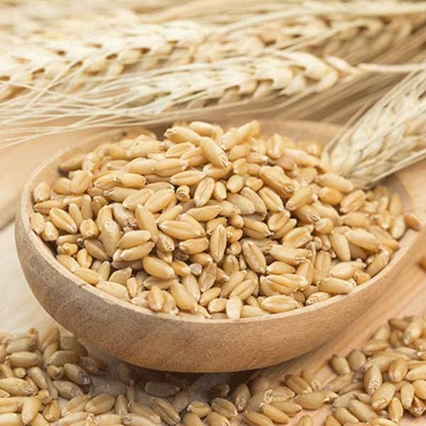Barley from Australia supplied by Longtrail Farms - As per customer's request Barley