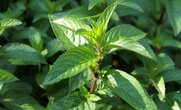 Peppermint from 이집트 supplied by MVM Herbs - Green 박하