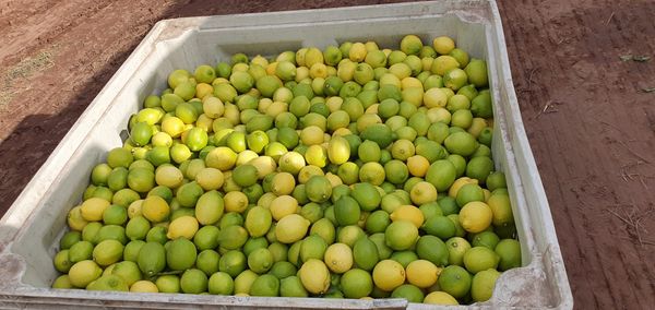 lemon from 아르헨티나 supplied by LEDESMA SAAI - Fresh (=Chilled) 신선 레몬