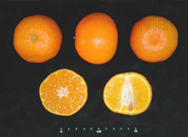Tangerines from 스페인 supplied by BIOCITRUS EBRE, SL - Fresh (=Chilled) 신선 클레멘타인