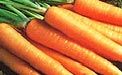 Carrots from Pakistan supplied by Arif Fresh Fruit Company - Fresh (=Chilled) Fresh Carrot