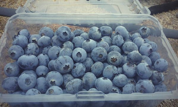 Blueberry from Peru supplied by Ecostar Agroindustrias S.A.C. - Blue Fresh Blueberry