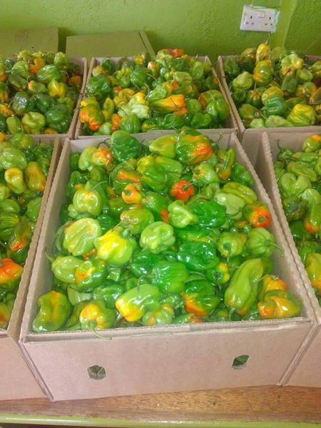 habanero chilli from 우간다 supplied by EES ORGANIC FOOD LIMITED - 말린 통고추