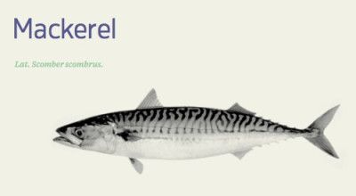 Frozen Mackerel from 노르웨이 supplied by PELAGIA AS - Jack Mackerel - Mediterranean Horse Mackerel (=Trachurus mediterraneus) 냉동 고등어