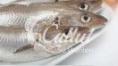 Whiting Fish from Turkiye supplied by CALLUT TARIM TURIZM VE SU URU. ITH. IHR.SANAYI VE. TIC. LTD. STI. - Carton Box (20kg) (=Cardboard Box) Frozen Blue Whiting