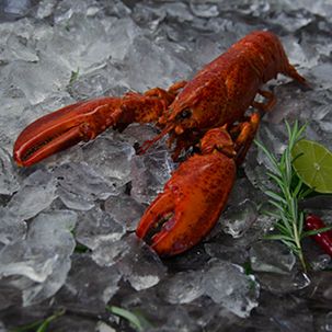Lobster from 독일 supplied by Havekost GmbH & Co.KG - Whole 신선 랍스터