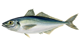 Mackerel - Trachurus Trachurus from Turkiye supplied by FAT BALIKÇILIK - Atlantic Horse Mackerel (=Trachurus trachurus) Frozen Mackerel
