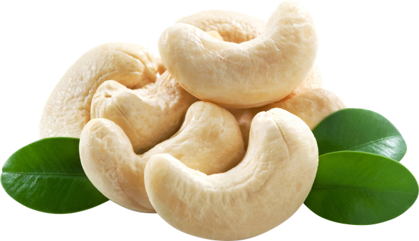 Cashew Nuts from 인도 supplied by Fynet Organic Pvt. Ltd. - Medium Quality 캐슈너트 알맹이