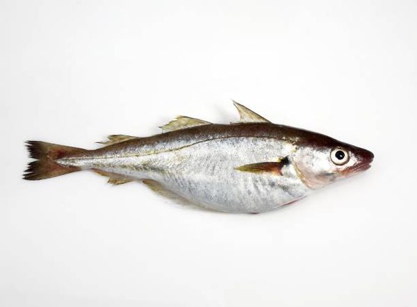 Fresh Whiting from United Kingdom supplied by D H Clark - Fresh (=Chilled=Raw) Frozen Blue Whiting