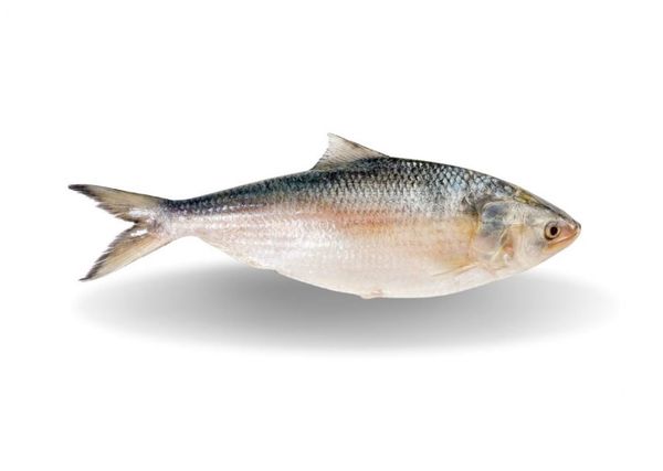 Hilsa Fish from Bangladesh supplied by COASTAL SEA FOODS (BD.) LTD. - Whole (=In The Round) Hilsa Fish