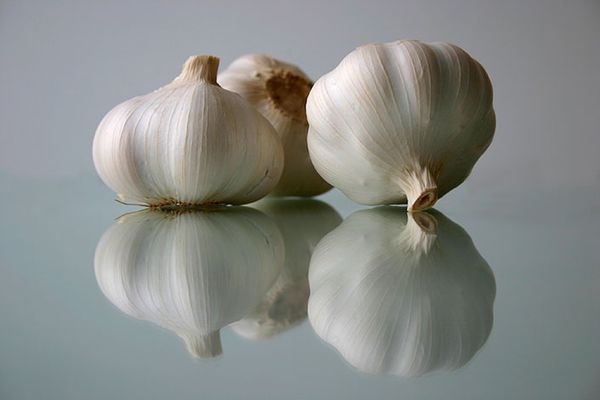Garlic from 스페인 supplied by TERRALLANA NATURAL, S.L. - Purple 신선 마늘