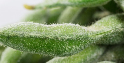 Frozen Soya Bean from 베트남 supplied by Doveco - 껍질 없음(=알맹이) 대두