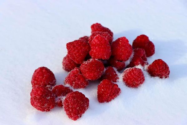 Raspberry from 우크라이나 supplied by Eco Berry Farm - Frozen 신선 라즈베리