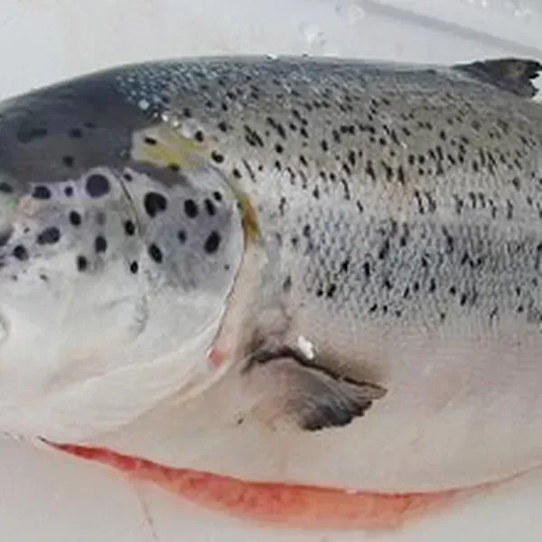 NORWEGIAN SALMON from Vietnam supplied by Pham Gia Seafood - With Bone Salmon
