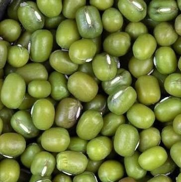 Green mung beans from 탄자니아 supplied by AFRICA AGRICULTURE EXPORTERS (AAE) - Gravity Cleaning 말린 녹두