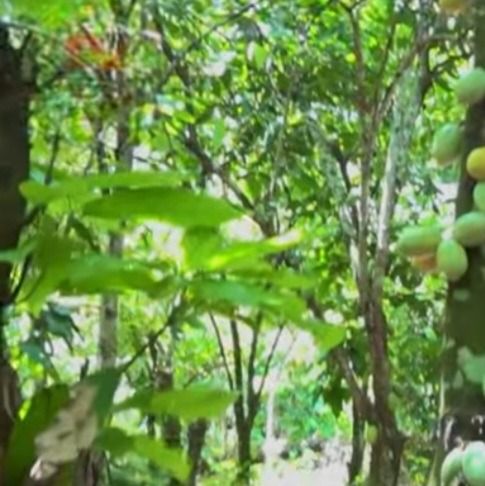 Cocoa plantation. from 나이지리아 supplied by VINI COCOA PLANTATION NIG.LTD - 원물 코코아콩