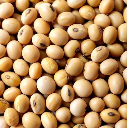 SOYBEAN from 나이지리아 supplied by GUM ARABIC COMPANY NIGERIA - 햇볕 건조 대두