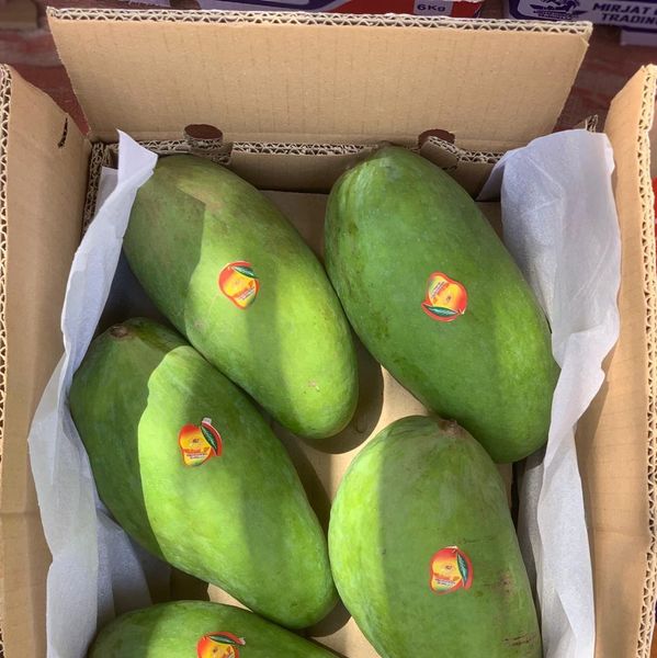 Sindhri Mango from Pakistan supplied by Paradigm Trader & Estate - Size: >12 (=Larger than 12=12+) Fresh Mango