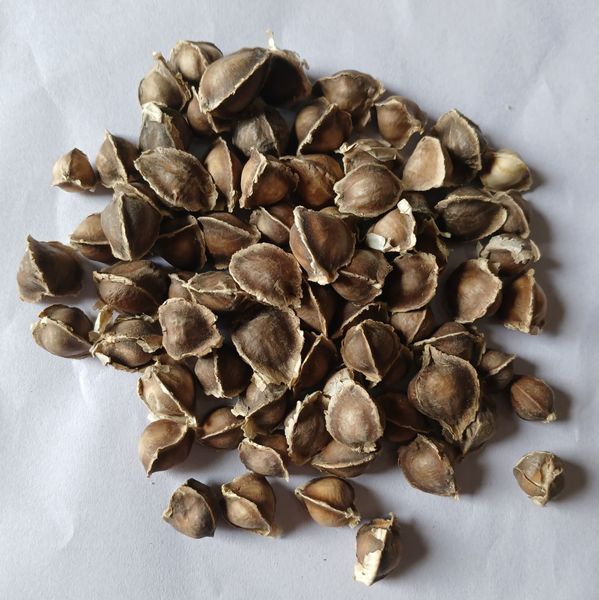 MORINGA SEED from 나이지리아 supplied by GUM ARABIC COMPANY NIGERIA - 껍질 벗기지 않음 모링가