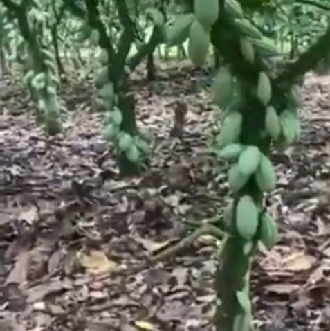 Cocoa pods from 나이지리아 supplied by VINI COCOA PLANTATION NIG.LTD - Manual 코코아콩