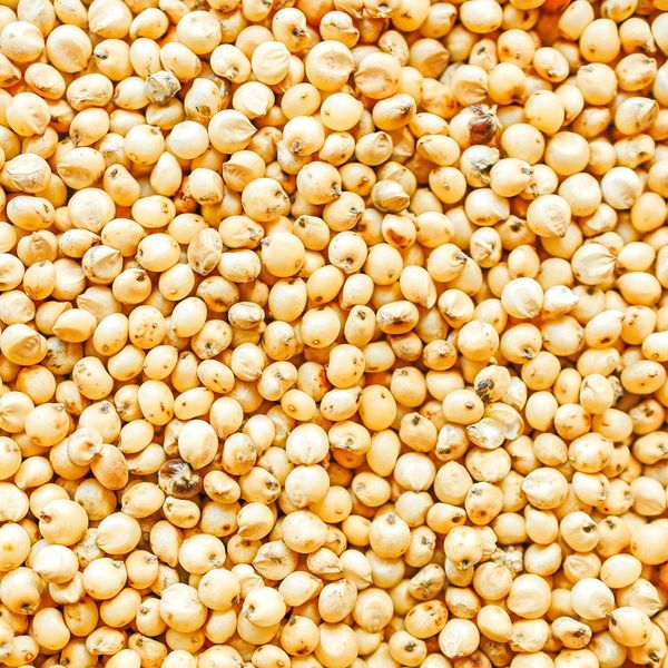 SORGHUM from 나이지리아 supplied by GUM ARABIC COMPANY NIGERIA - Whole 수수