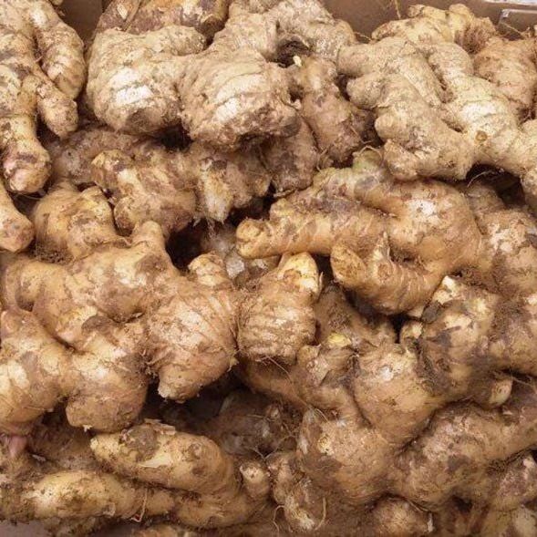 Fresh Ginger from 베트남 supplied by TILI Trading Service Company Limited - Raw 통생강