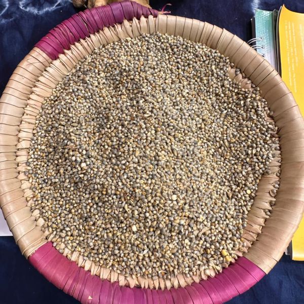 MILLET from 나이지리아 supplied by GUM ARABIC COMPANY NIGERIA - Shelled 밀레