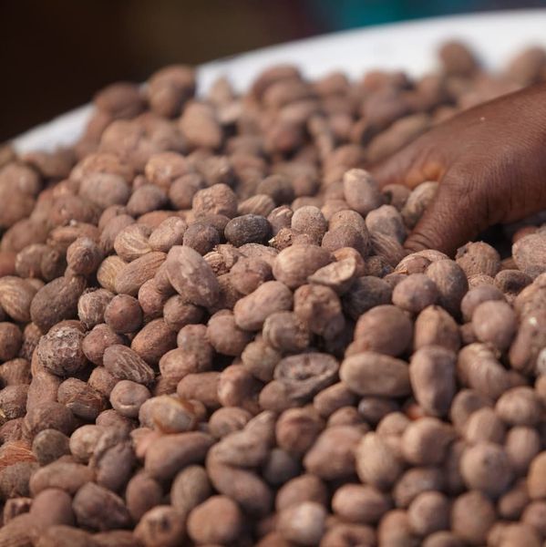 Shea Nuts from 가나 supplied by Sommalife - Organic 시어너트