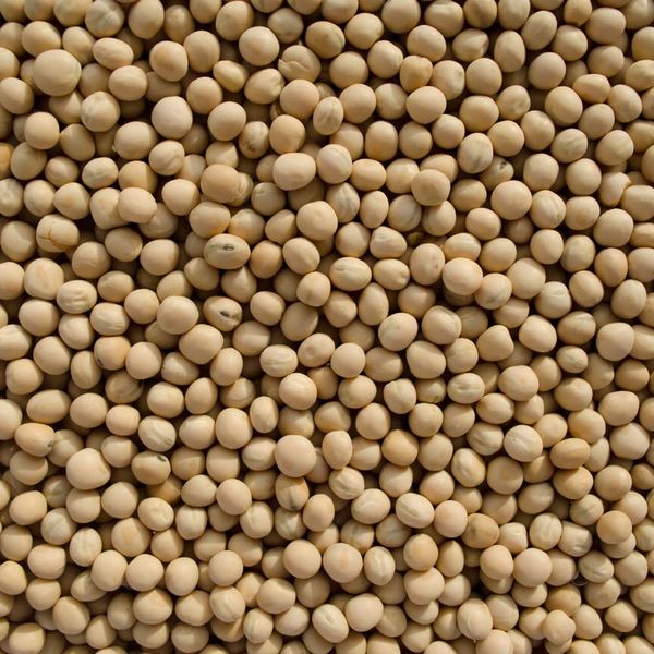 Yellow Peas from 인도 supplied by Asian Tea and Exports Ltd. - 황녹두