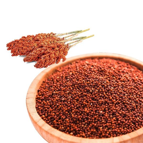 Finger Millets - Ragi from 인도 supplied by A&M Commodities llc - PP Bags (50kg) 밀레