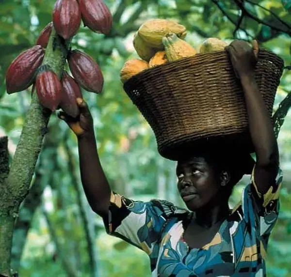 cocoa bean from 코트디부아르 supplied by SOCIÉTÉ COOPÉRATIVE AVEC CONSEIL D’ADMINISTRATION DJOUMAN DE DUEKOUE - 원물 코코아콩