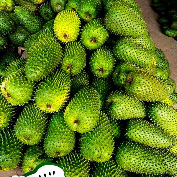 Fresh Soursop from 에콰도르 supplied by Abanjocom - Individually Wrapped (=IW) 신선 사워솝