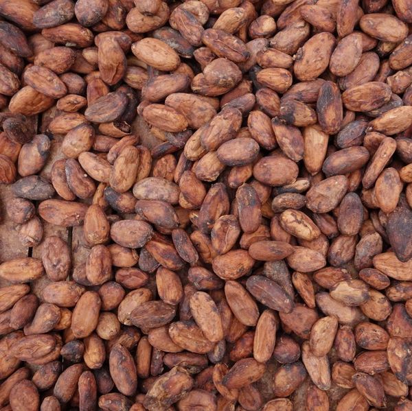 COCOA BEANS from 나이지리아 supplied by GUM ARABIC COMPANY NIGERIA - Premium Quality 코코아콩